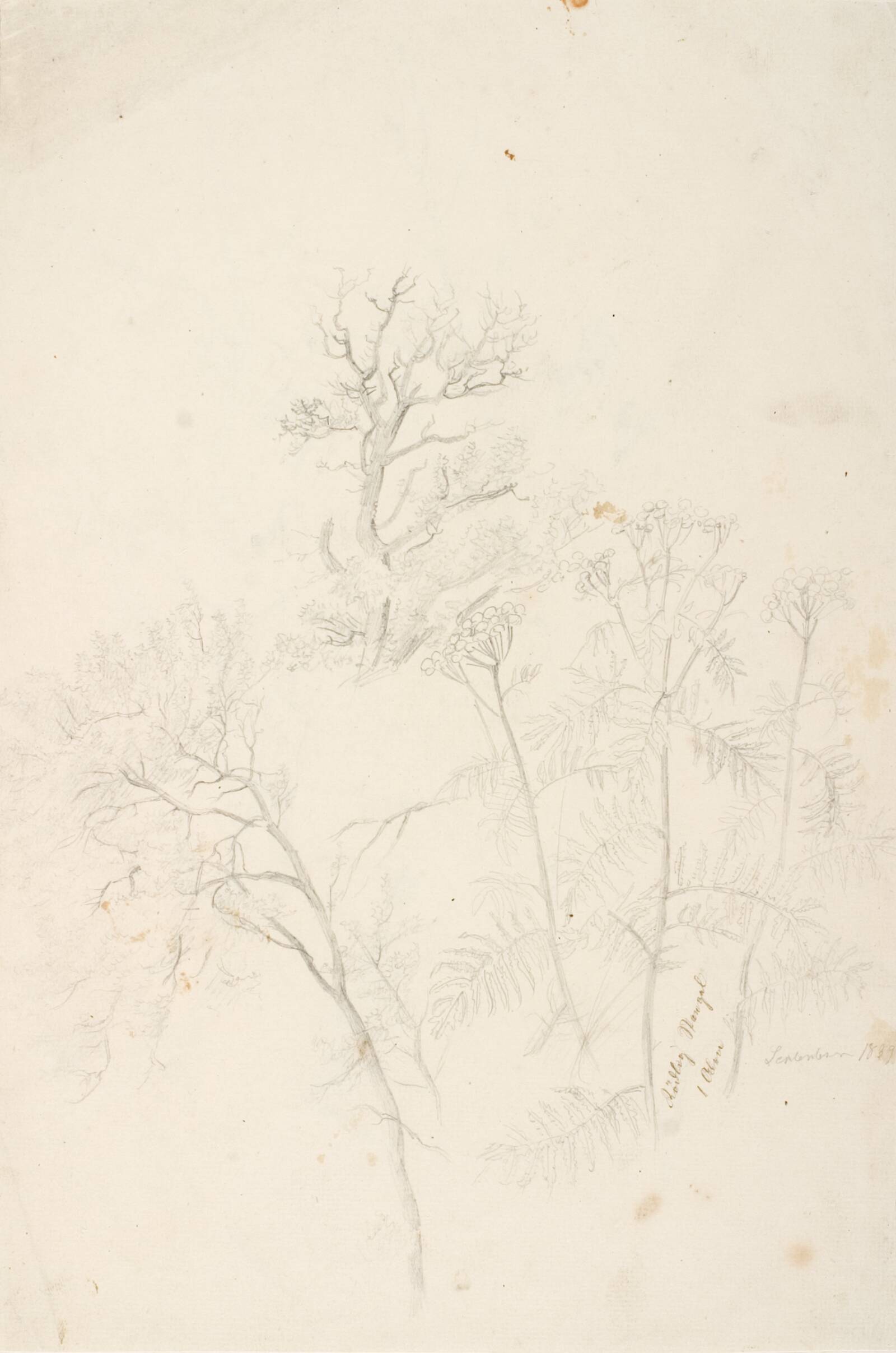 Studier af træer og planter, Dankvart Dreyer, 1839