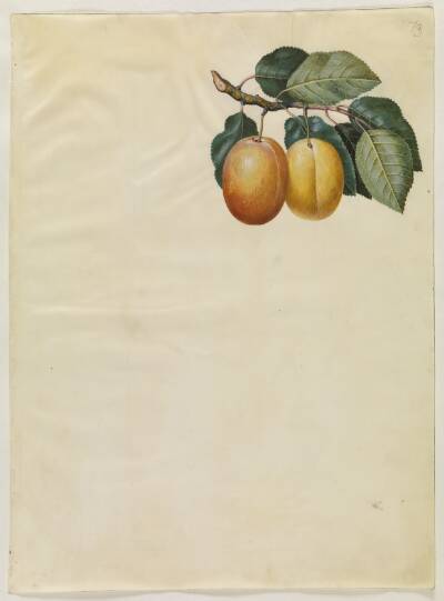 Prunus domestica (blomme)