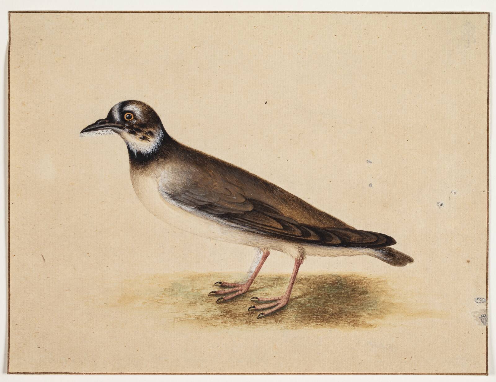 Fugl, Johannes Bronckhorst, 1700-1799