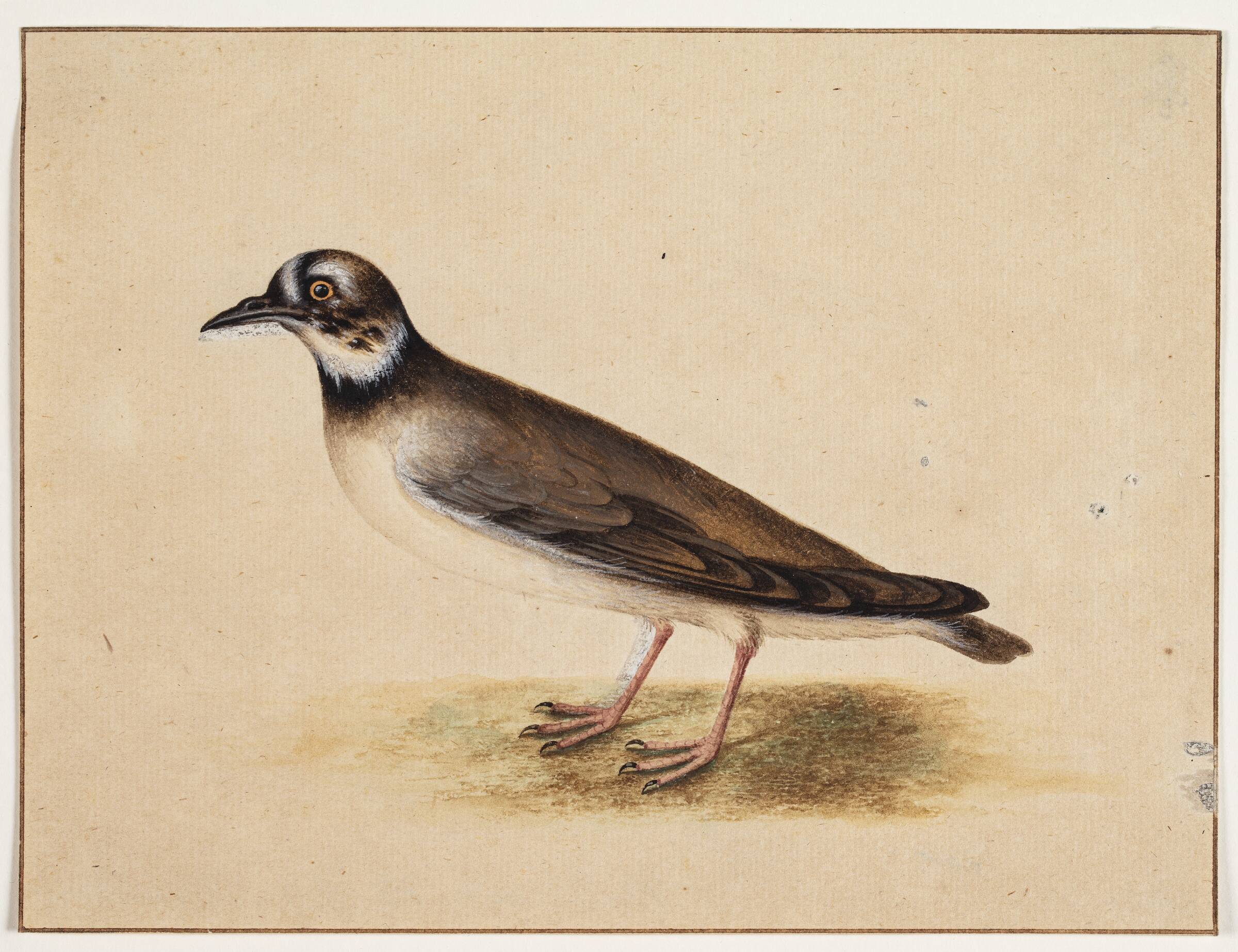 Fugl, Johannes Bronckhorst, 1700-1799