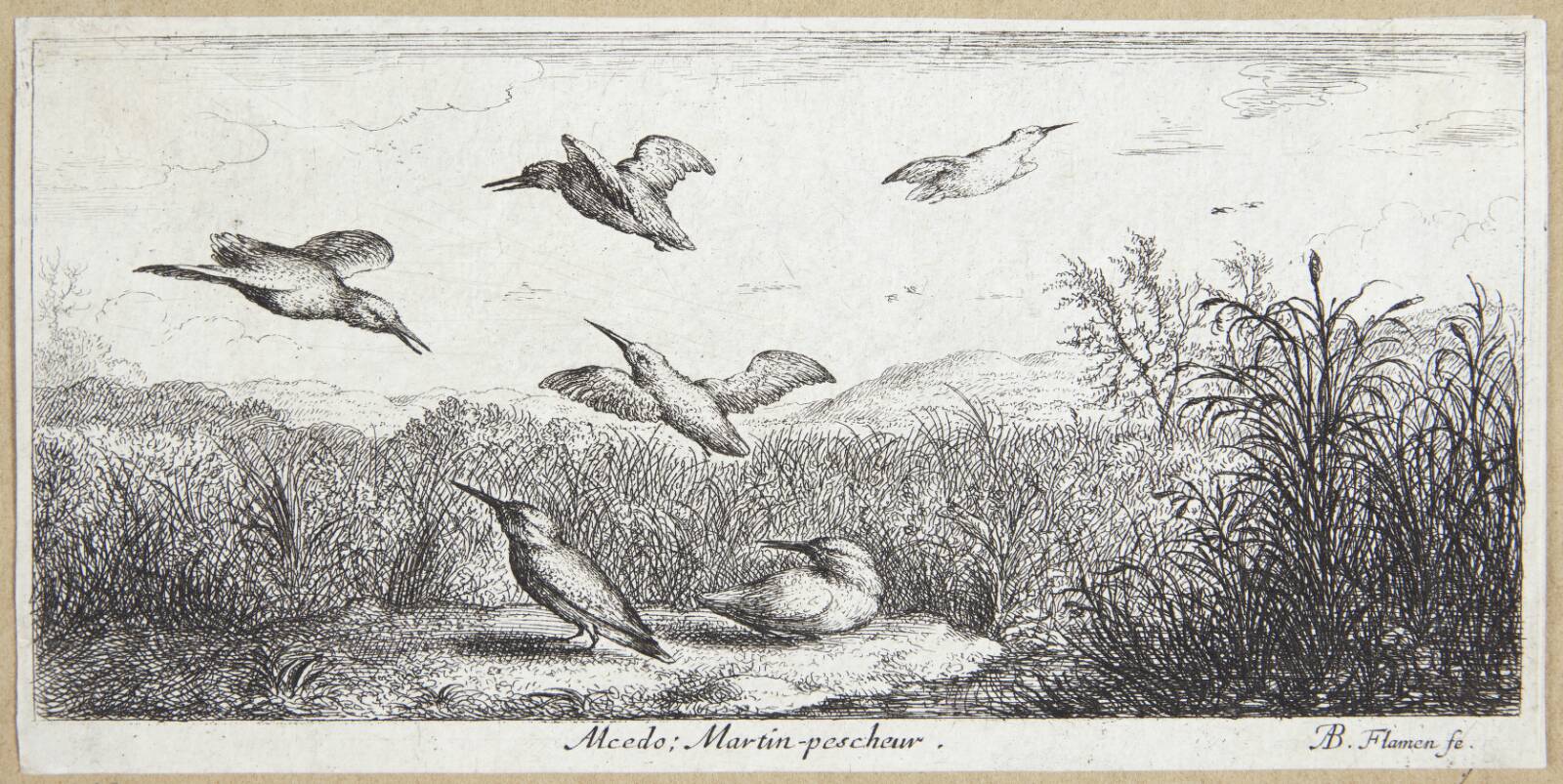 Isfuglen (Alcedo), Albert Flamen, 1620-1669