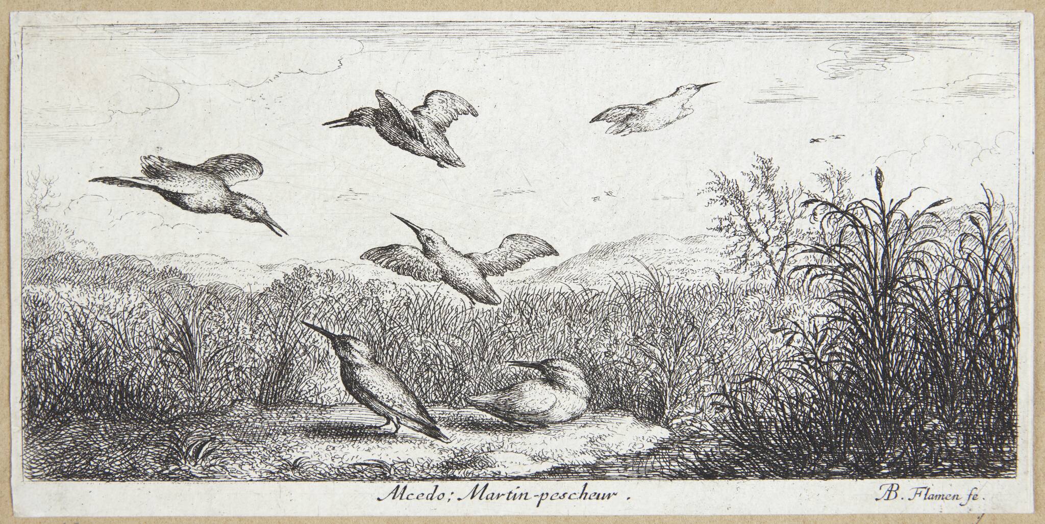 Isfuglen (Alcedo)