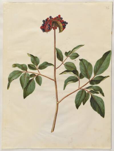Paeonia mascula (rosen-silkeplante)