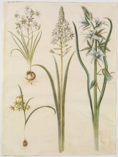 Ornithogalum umbellatum (kost-fuglemælk); Ornithogalum pyramidale (pyramide-fuglemælk); Gagea lutea (almindelig guldstjerne); Ornithogalum nutans (nikkende fuglemælk)