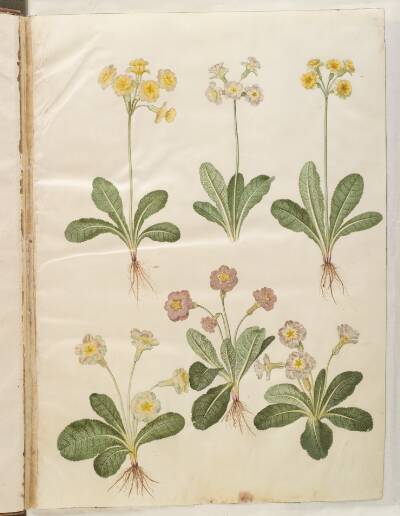Primula veris (hybrid af hulkravet kodriver); Primula vulgaris (hybrid af storblomstret kodriver)