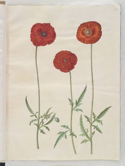 Papaver rhoeas (korn-valmue)