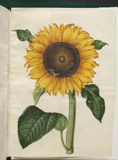 Helianthus annuus (almindelig solsikke)