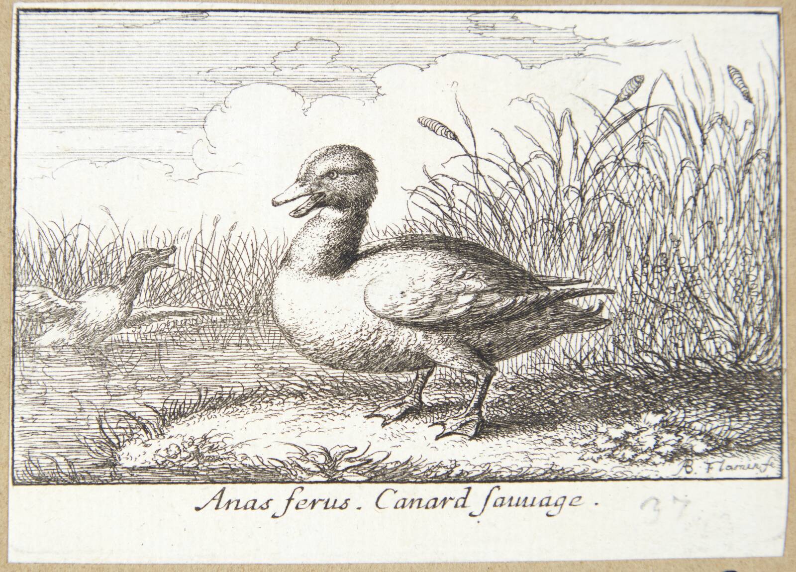 Vildanden (Anas ferus), Albert Flamen, 1620-1669