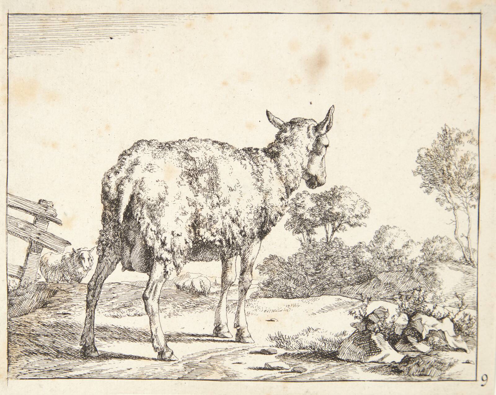 Stående gimmer, set bagfra, Marcus de Bye, 1664
