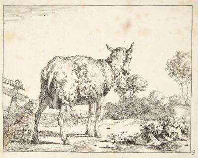 Stående gimmer, set bagfra