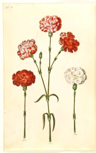 Dianthus caryophyllus (have-nellike)