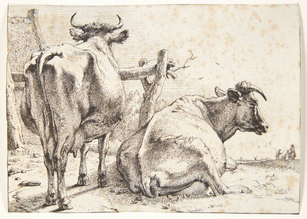 To køer, set bagfra, Paulus Potter, 1650