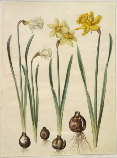 Narcissus pseudonarcissus moschatus (moskus-narcis); Narcissus ×medioluteus (toblomstret narcis); Narcissus pseudonarcissus major (stor påskelilje)