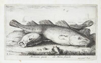 Torsk (Molucius Piscis)