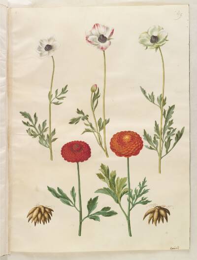 Ranunculus asiaticus (have-ranunkel)