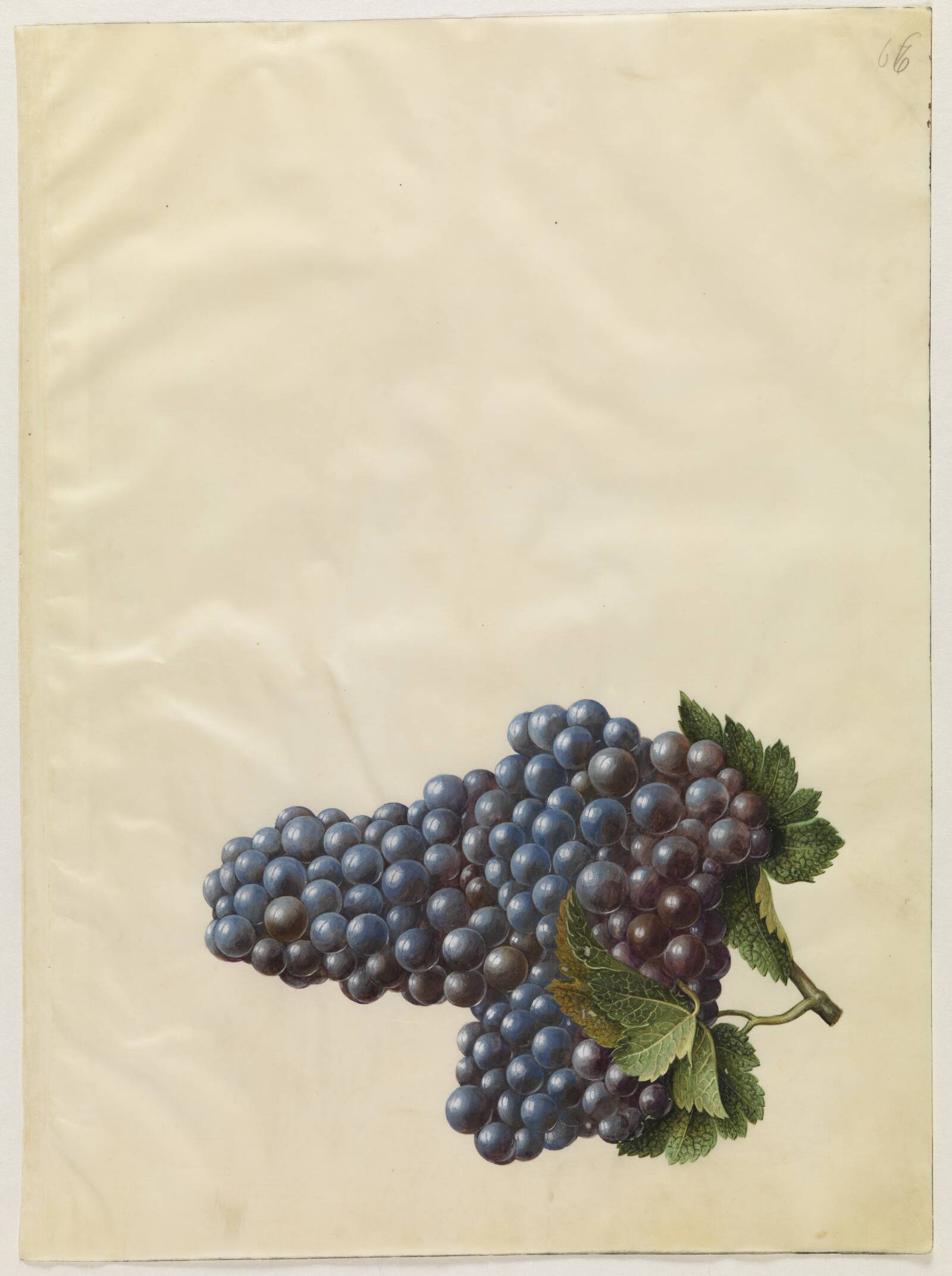 Vitis vinifera (almindelig vin), Hans Simon Holtzbecker, 1649-1659