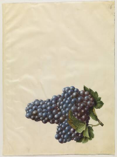 Vitis vinifera (almindelig vin)