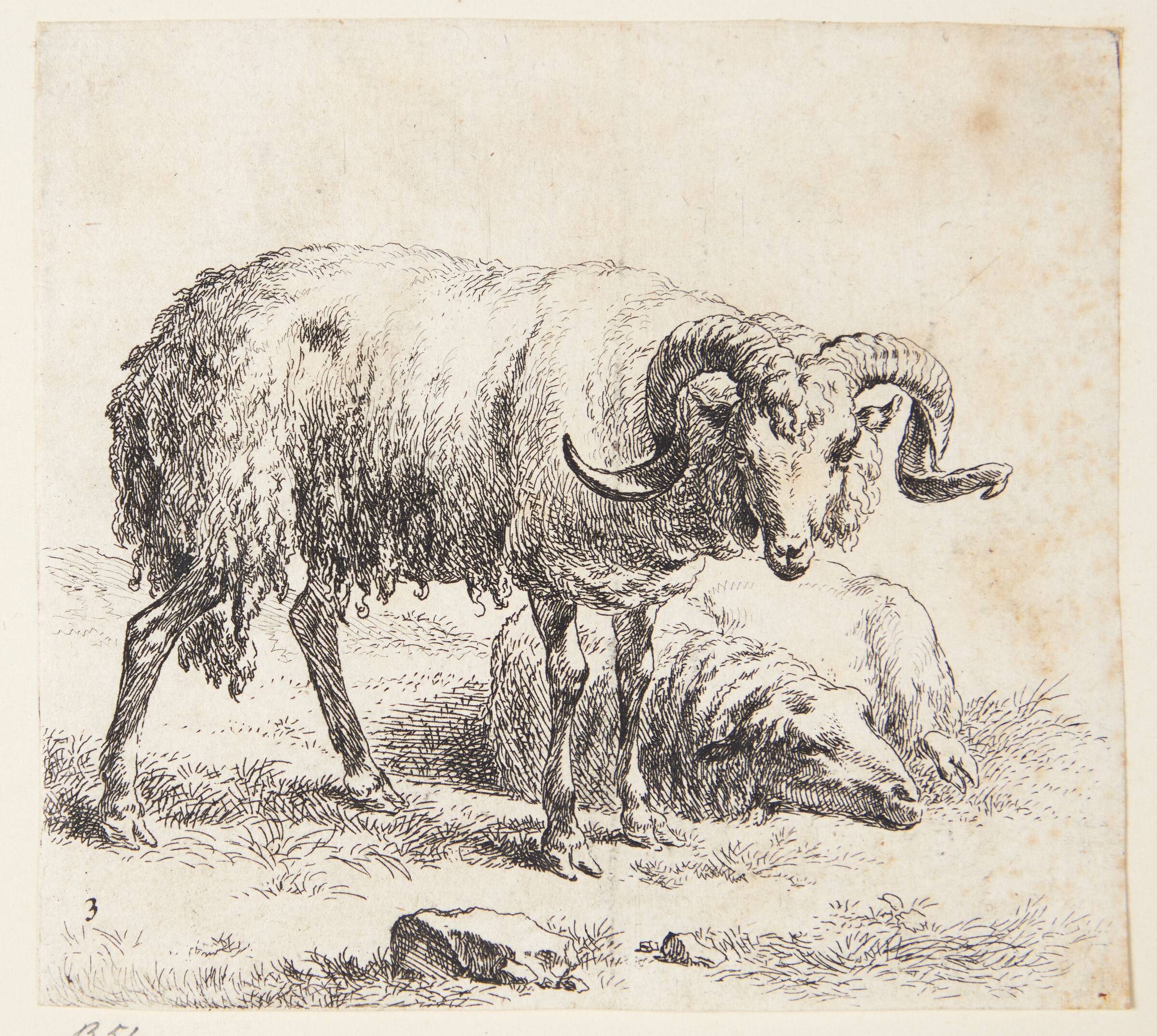 Stående vædder og et liggende får, Nicolaes Berchem, 1620-1683