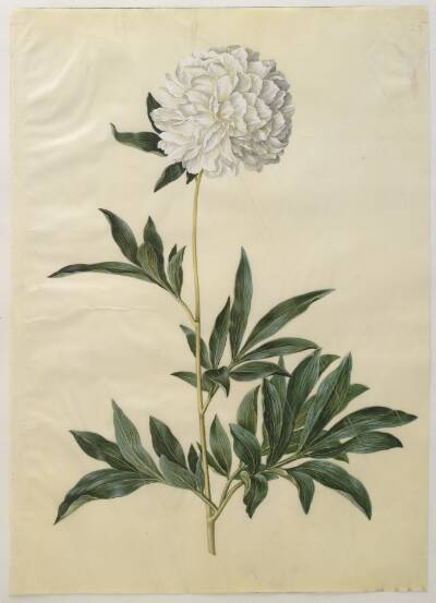 Paeonia lactiflora (silke-pæon)
