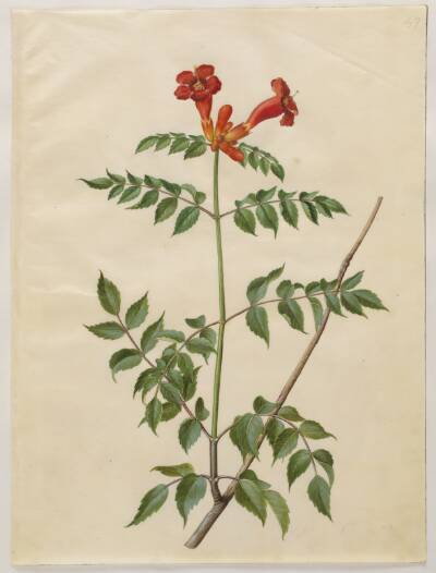 Campsis radicans (almindelig trompetblomst)