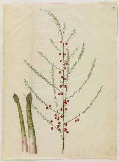Asparagus officinalis (almindelig asparges)