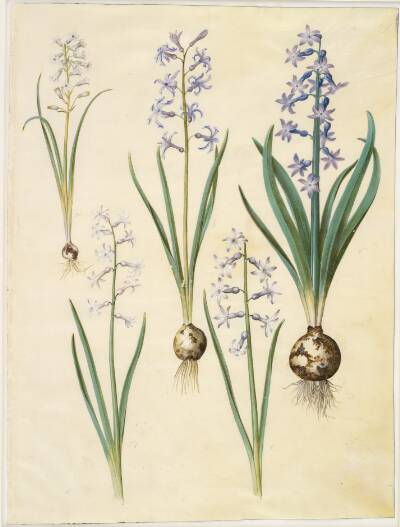 Brimeura amethystina (pyrenæisk hyacint); Hyacinthus orientalis (almindelig hyacint)