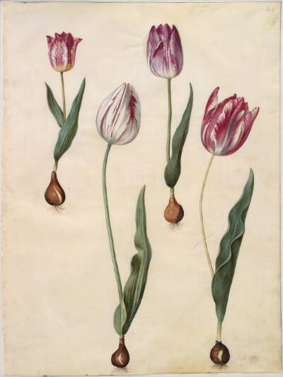 Tulipa gesneriana (have-tulipan)