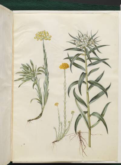Helichrysum orientale (busk-evighedsblomst); Helichrysum Stoechas (stinkende evighedsblomst); Anaphalis margaritacea (almindelig perlekurv)