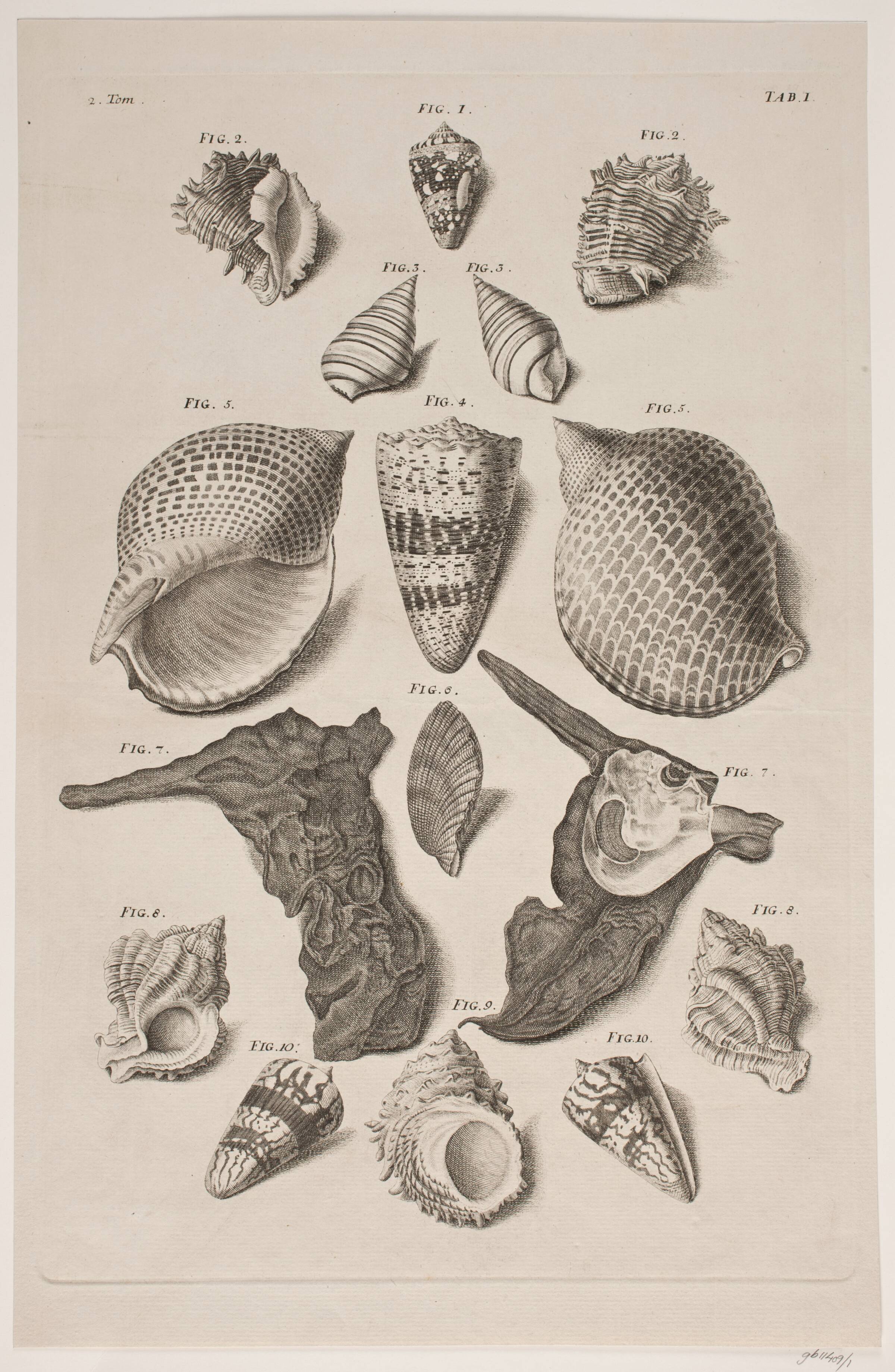 Konkylier. Planche 1, Franz Michael Regenfuss, 1758