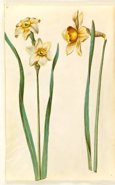 Narcissus ×medioluteus (toblomstret narcis); Narcissus ×incomparabilis (have-narcis)