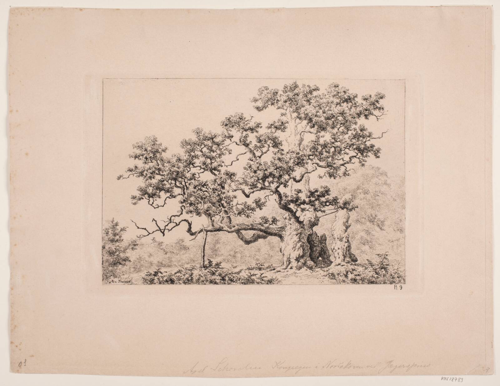 Kongeegen, Axel Schovelin, 1887