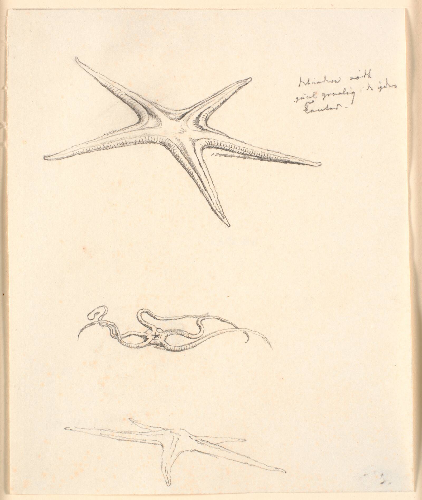 Søstjerner, Christen Købke, 1810-1848