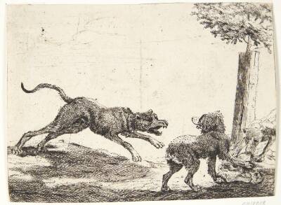 Tre hunde med et ådsel