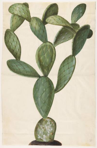 Opuntia monacantha (entornet figenkaktus)