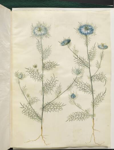 Nigella damascena (jomfru i det grønne)