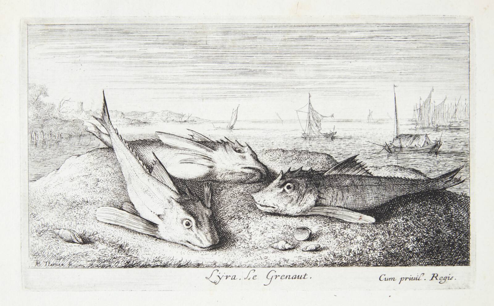 Fløjfisk (Lyra), Albert Flamen, 1620-1669