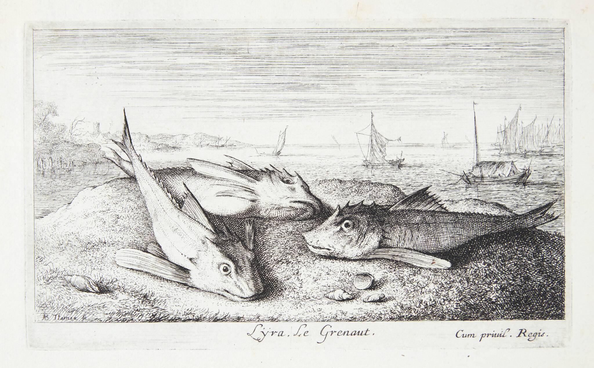 Fløjfisk (Lyra)