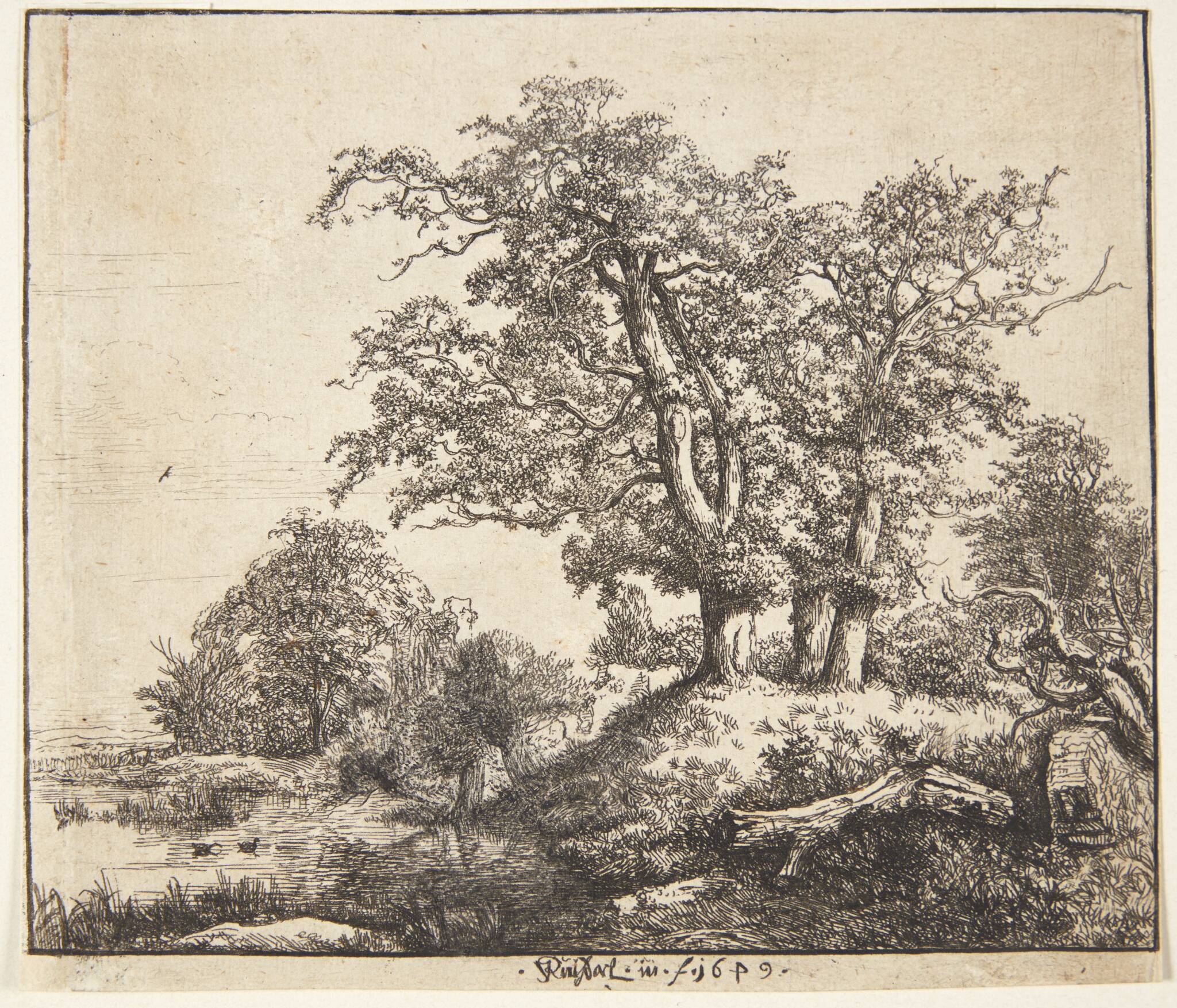 Tre egetræer