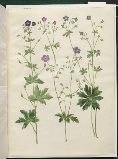Geranium phaeum (bølgekronet storkenæb); Geranium sylvaticum (skov-storkenæb)