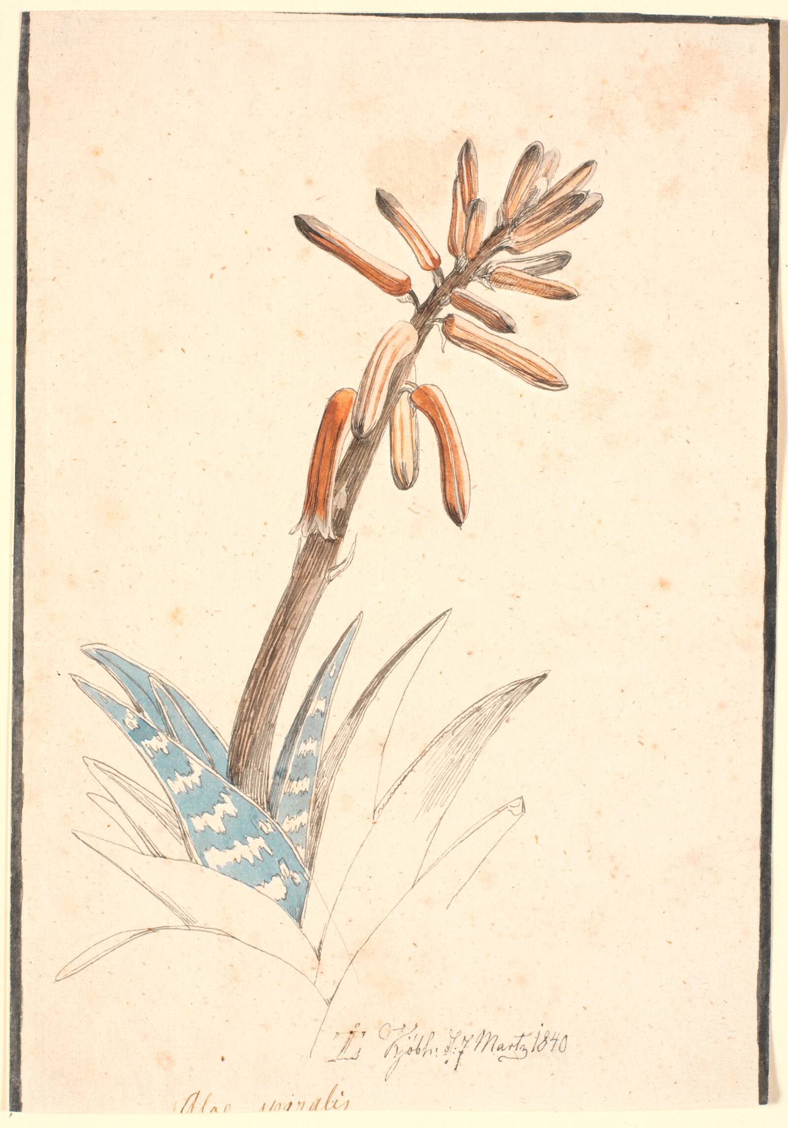 Blomstrende aloe, Johan Thomas Lundbye, 1840