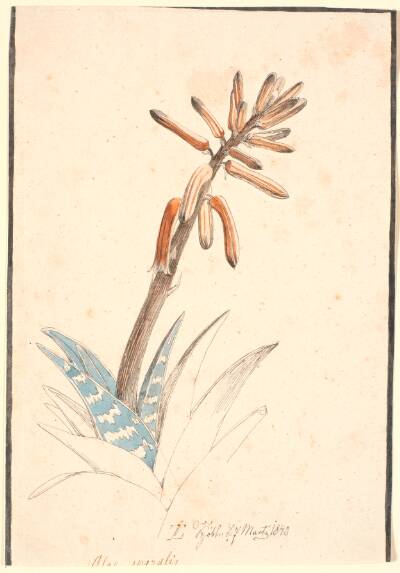 Blomstrende aloe