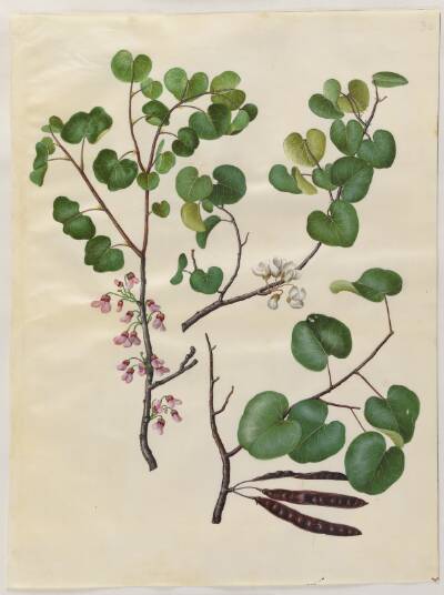 Cercis siliquastrum (almindelig judastræ)