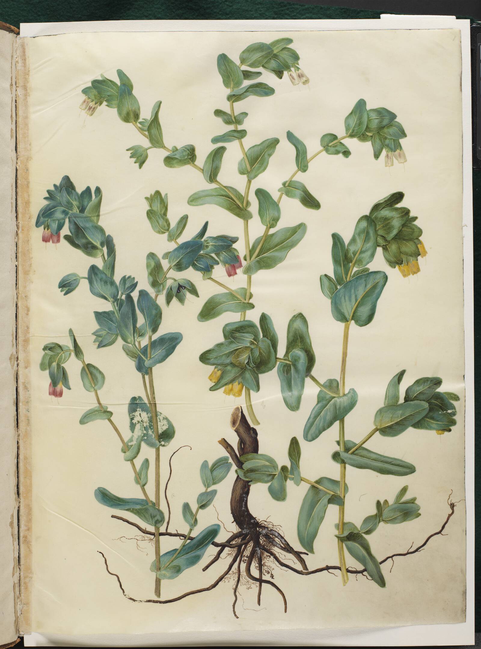 Cerinthe major (stor voksurt), Hans Simon Holtzbecker, 1649-1659