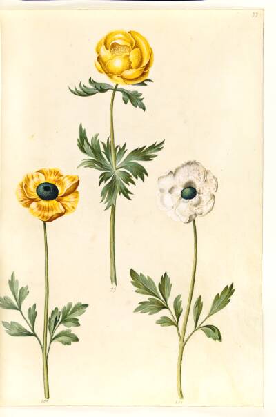 Trollius europaeus (europæisk engblomme); Ranunculus asiaticus (have-ranunkel)