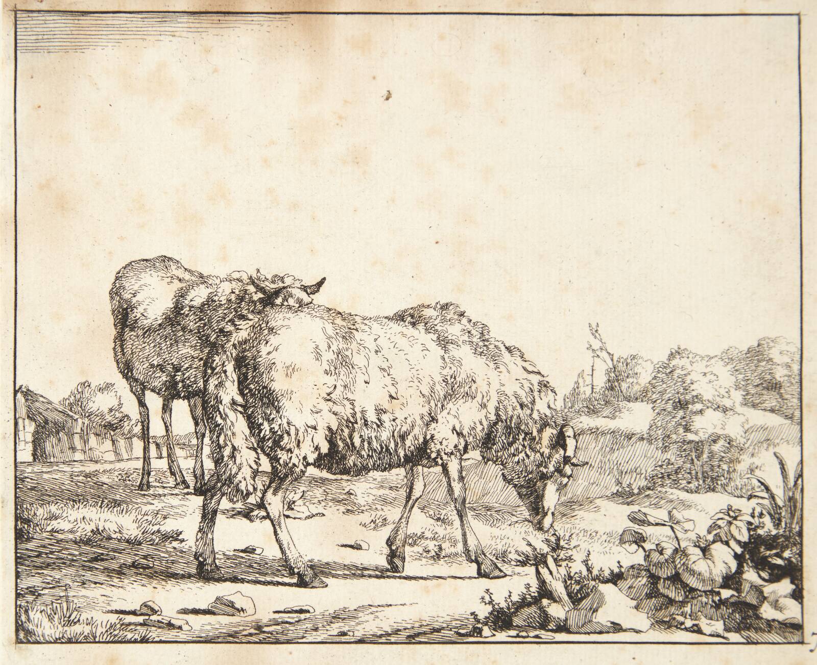 Græssende får, vendt mod højre, Marcus de Bye, 1664