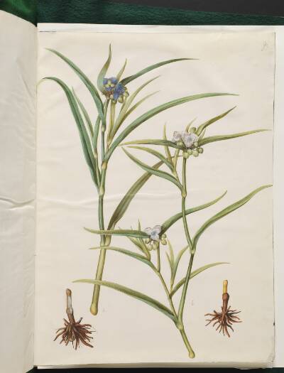 Tradescantia virginiana eller Tradescantia ohiensis (blomsterjøde eller ohio-blomsterjøde)