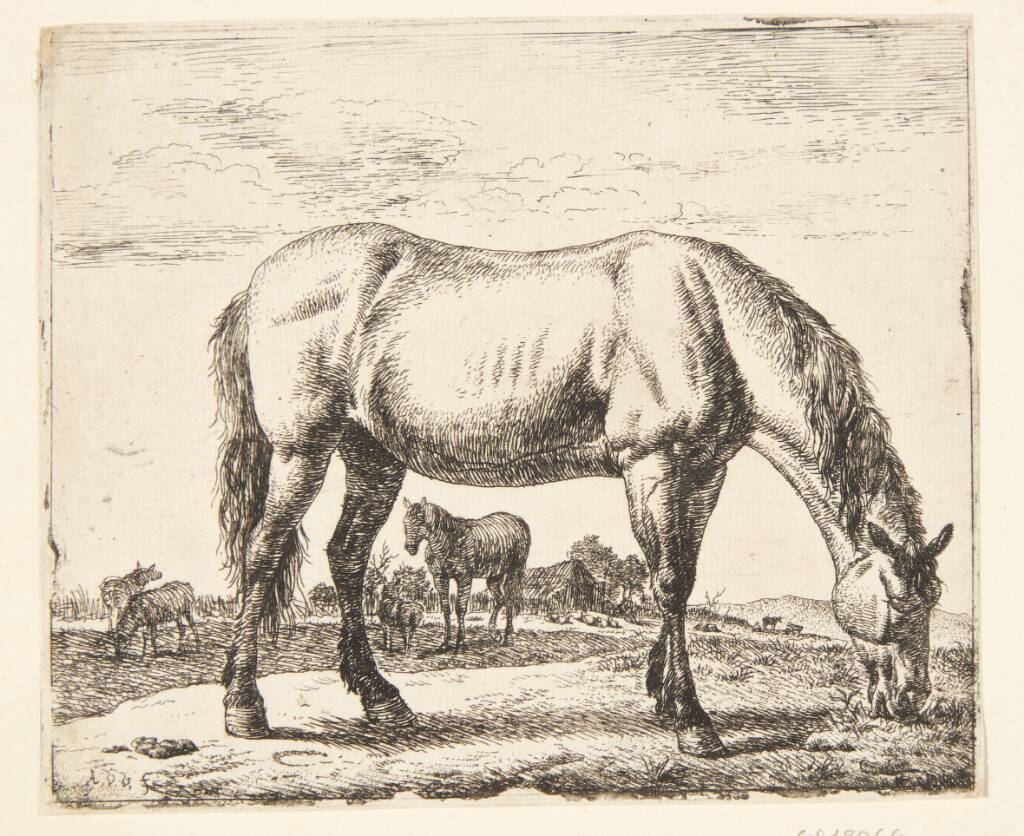 Græssende hest, Adriaen van de Velde, 1636-1672