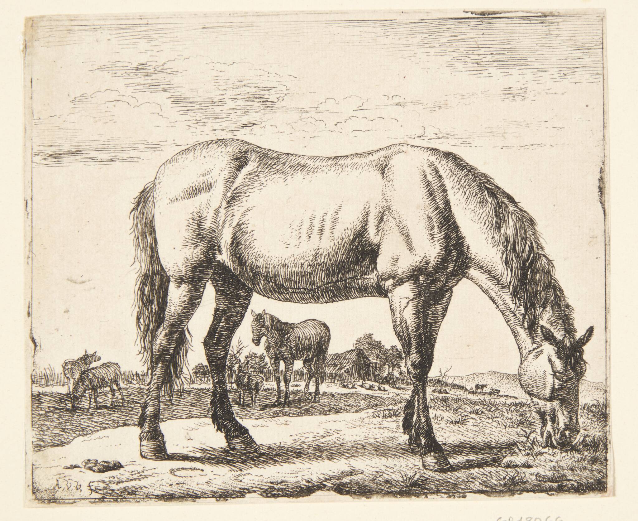 Græssende hest