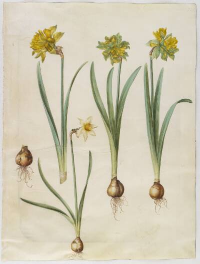 Narcissus pseudonarcissus; Narcissus ? ×incomparabilis (have-narcis)