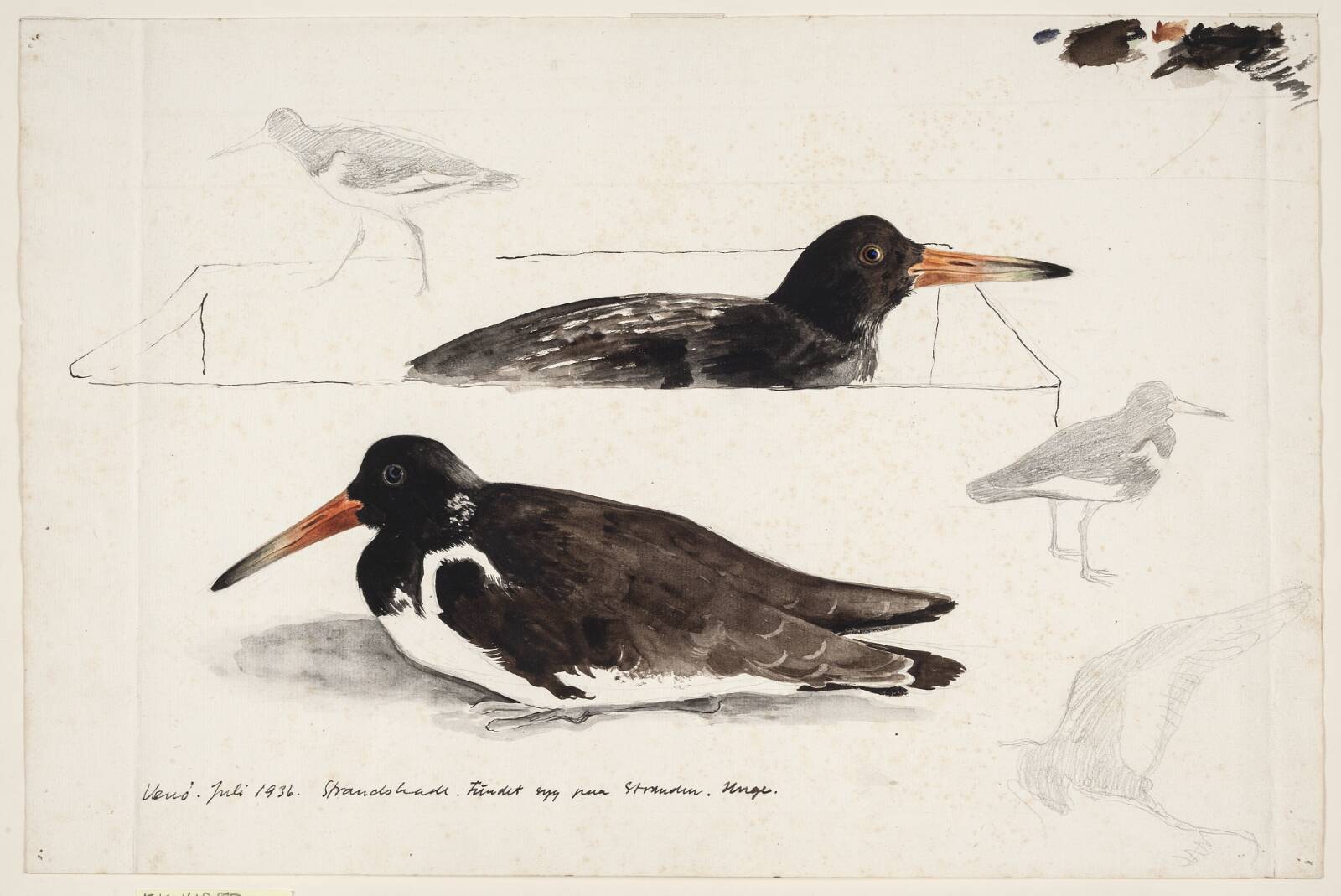 Studieblad med strandskader, Ib Andersen, 1936